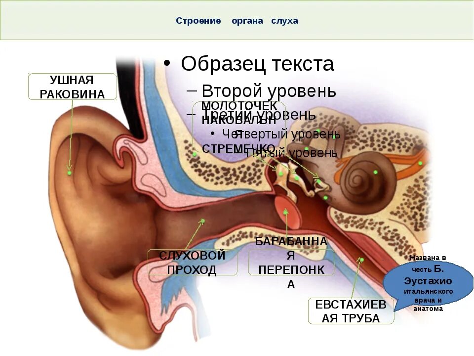 Изучение строения органа слуха. Слуховая евстахиева труба. Евстахиева труба анатомия человека. Строение уха человека евстахиева труба. Строение уха евстахиева труба.