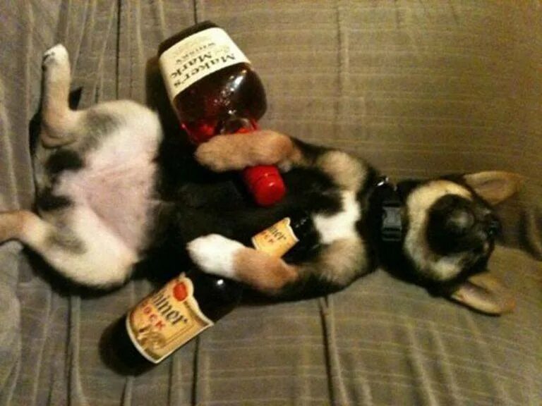 Видео бухнем. Животные и алкоголь. Пьяные животные. Кот с выпивкой. Смешные животные с алкоголем.
