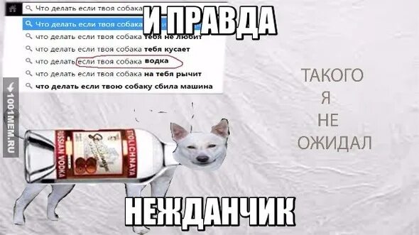 Что твоя собака делает. Что делать если моя собака. что делать если твоя собака. что делать если ты пес.