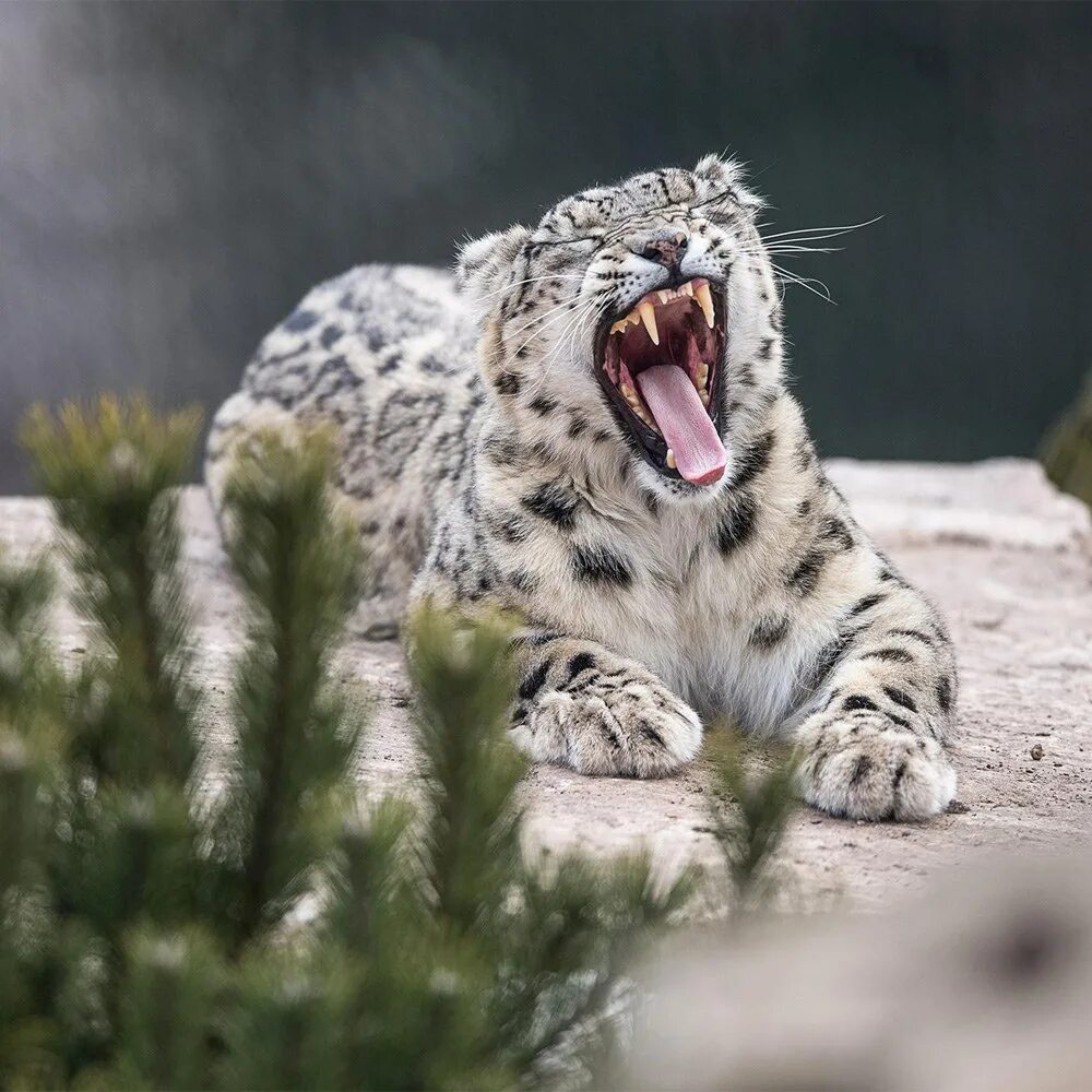 Как сделать ирбис. Снежный барс на памире. Ирбис ттр 125 р. Мак ос снежный леопард. Игрушка снежный барс ирбис.