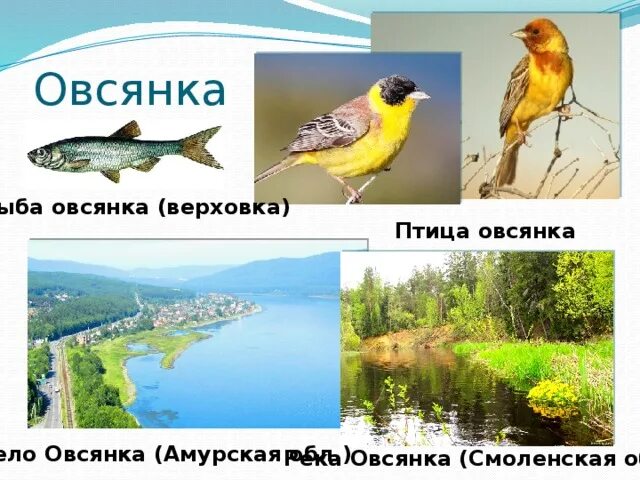Верховка рыбка: описание, фото-видео обзор