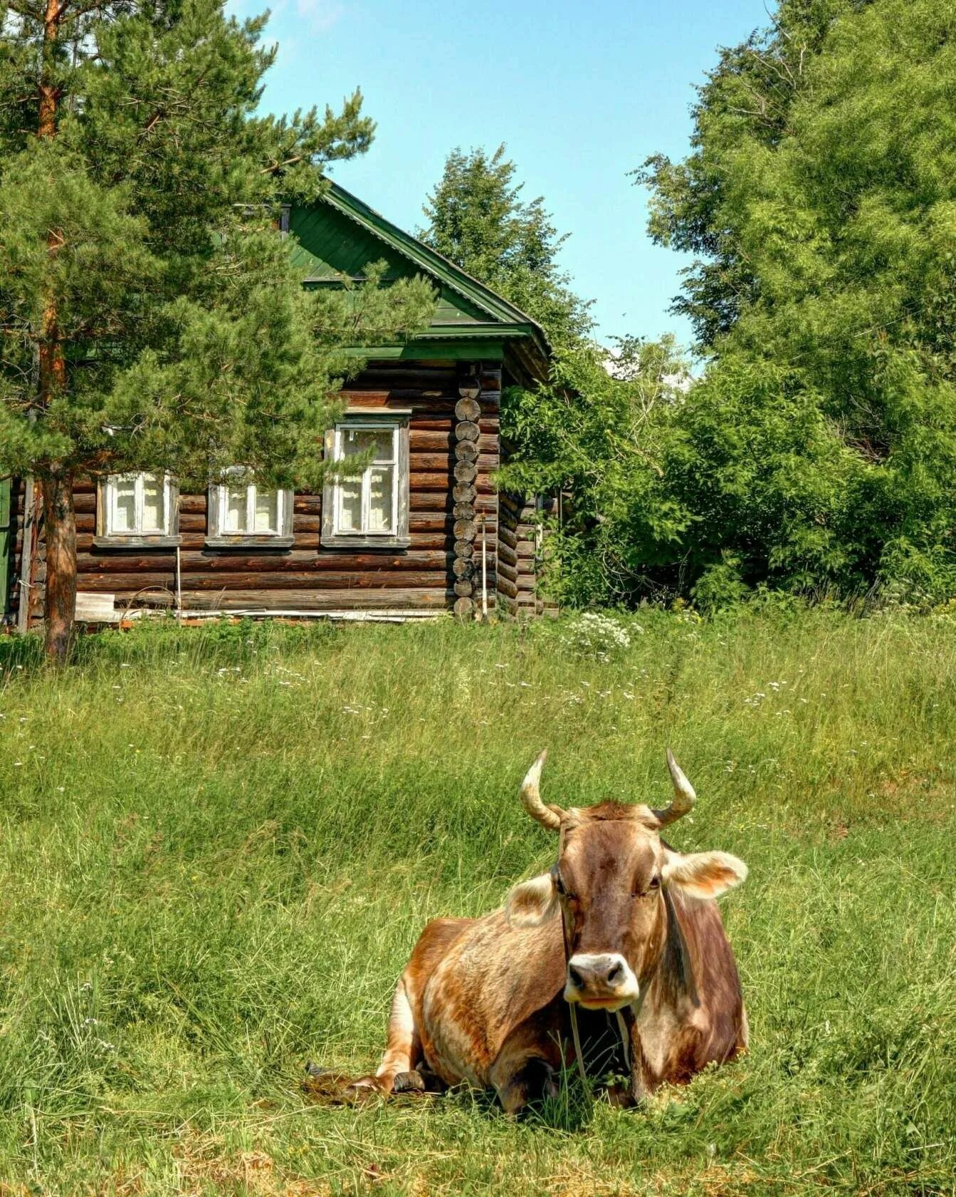 Природа деревня. Русская деревня. Деревня летом. Деревенский домик.