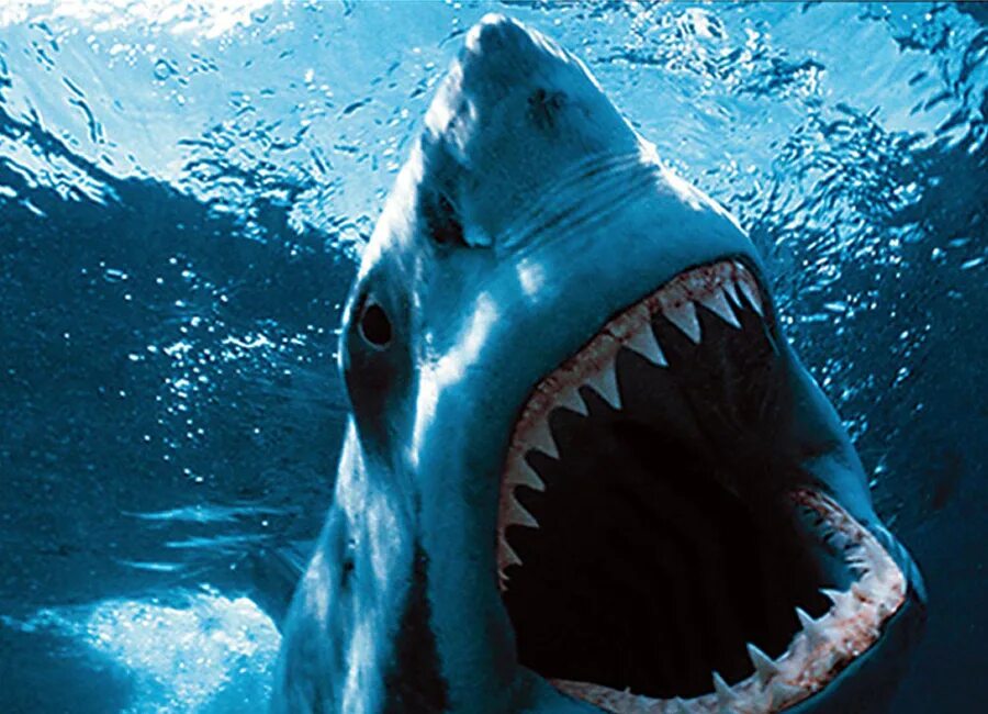 Акула открывает рот. Акула МЕГАЛОДОН. МЕГАЛОДОН 2. Акула МЕГАЛОДОН челюсть.