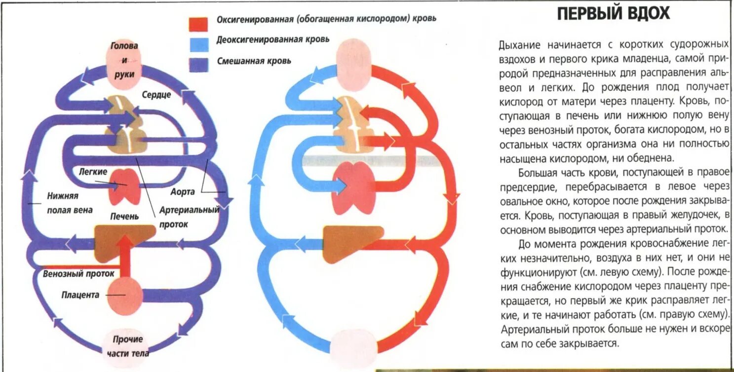 Плод человека получает кислород через. Механизм первого вдоха новорожденных. Механизм первого вдоха новорожденного схема. Механизм первого вдоха новорожденного физиология. Первый вдох новорожденного.