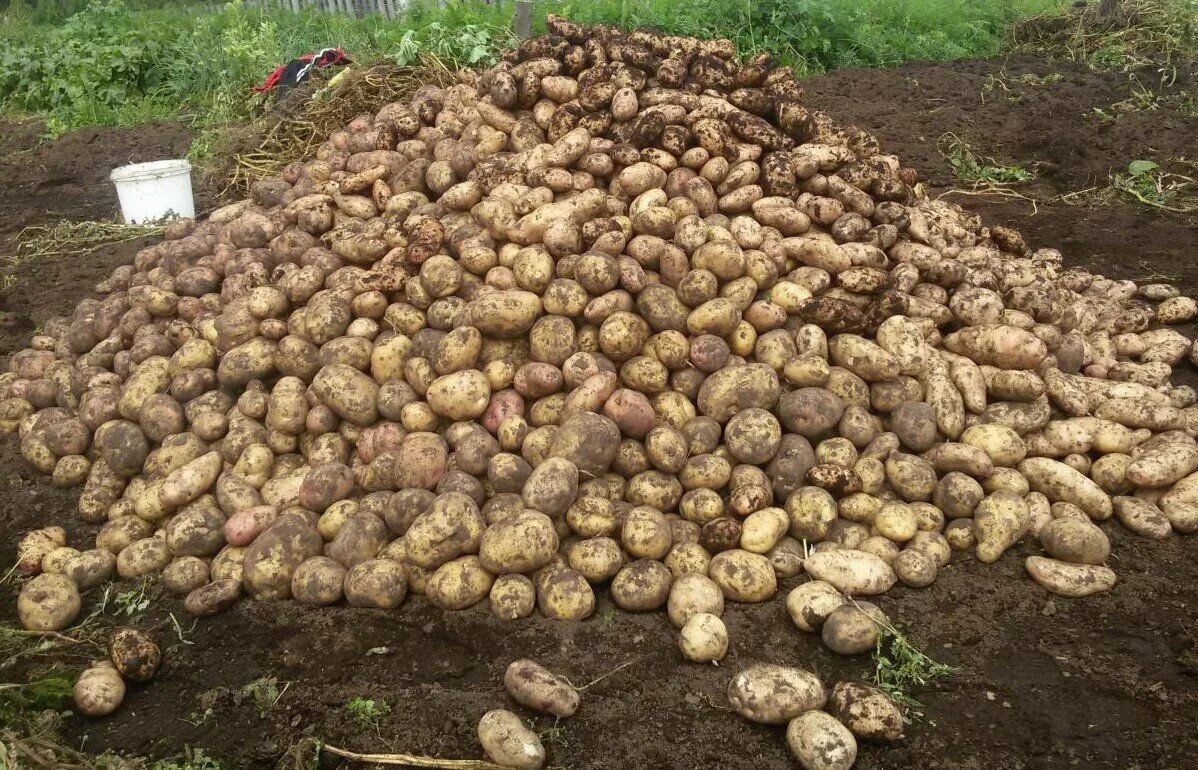 Большой огород картошки. Картофель в огороде. Огромный огород картошки. Большой огород картошки. Картофель куст.