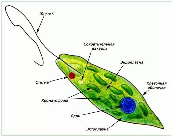 Ядро клетки. Строение и функции