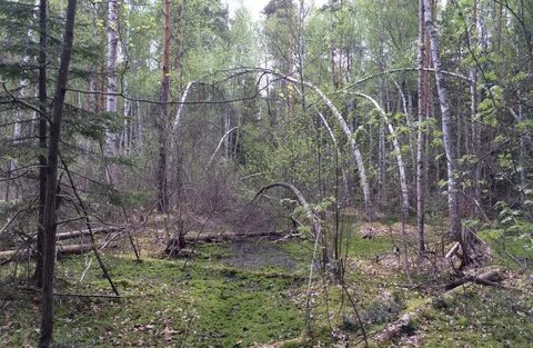 Аномалии зоне