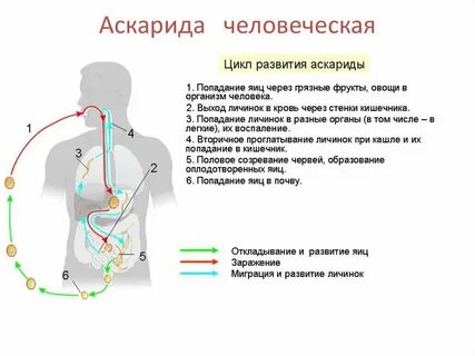 Взрослые особи человеческой аскариды в теле человека