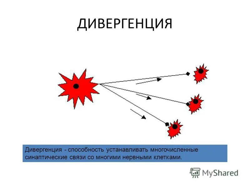 Способность устанавливать связи. Дивергенция. Пространственная дивергенция. Дивергенция Естествознание. Дивергенция физиология.