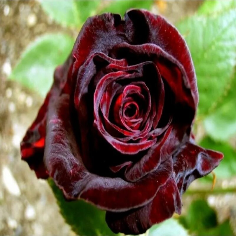 Баккара цвет. Блэк баккара (Black Baccara).