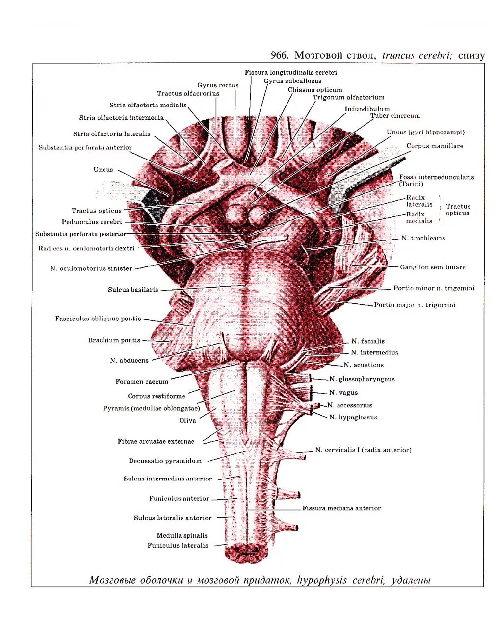 Ствол мозга строение анатомия. Ствол мозга строение вентральная поверхность. Вентральная поверхность ствола головного мозга рисунок. Внешнее строение ствола головного мозга. Ствол латынь