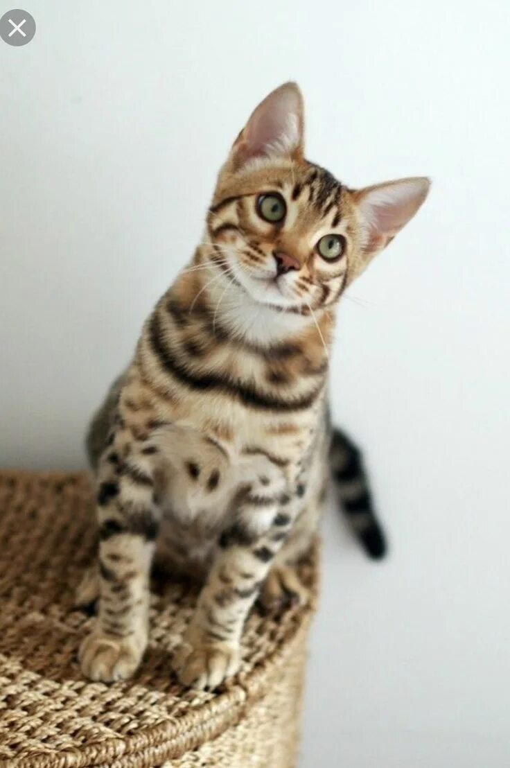 Сококе кошка. Леопардовая кошка. Котенок прыгает. Европейская короткошерстная кошка бенгал. Котик радуется.