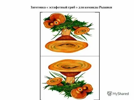 Гриб рыжик картинка для детей