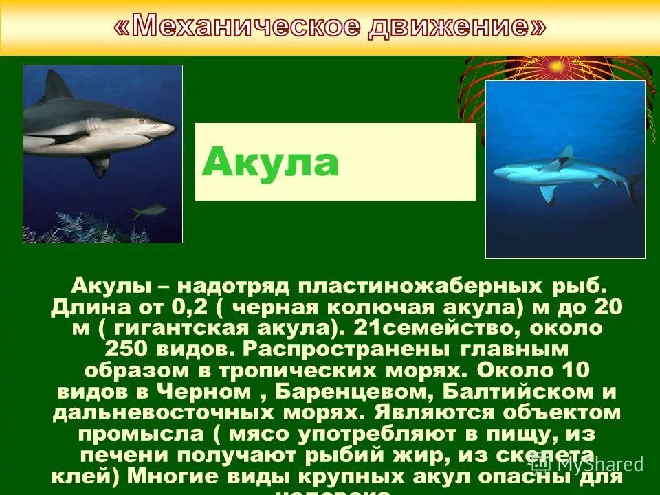 Надотряд акулы представители. Интересные факты с юмором. Стая белых акул. Передвижение акул. Белая акула.