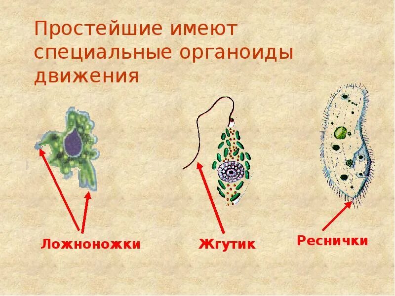 Движение клетки. Органоиды движения клетки рисунок. Органоиды движения клеток содержат. Органоиды движения строение рисунок. Органоиды движения протистов.