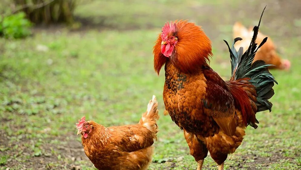 Домашние животные курица. Курица. Курица живая. Петух. Front facing chicken.