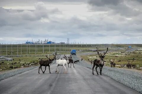 поселок новозаполярный газпром добыча ямбург