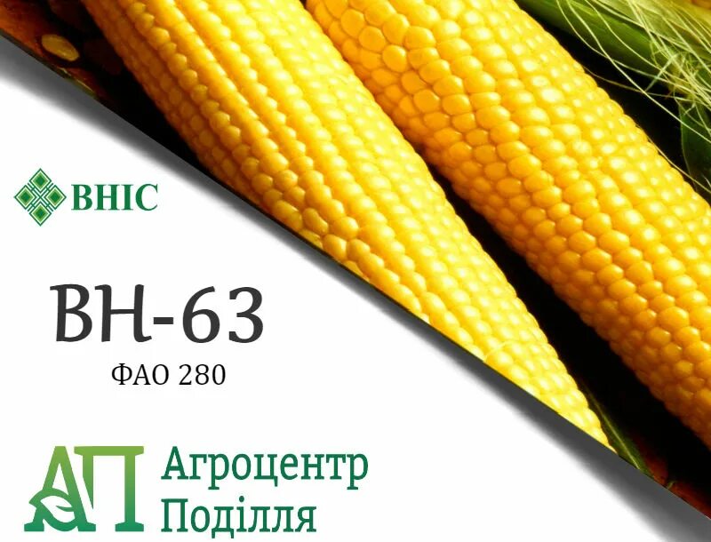 Фао кукурузы. Гібрид кукурудзи фао 320. кубанский 280 семена кукурузы. м 1000 кукурузы.