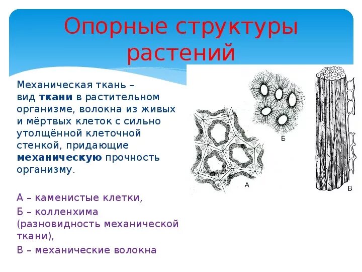 Опорная функция растения. Опорные системы растений. Опорные системы растений и животных. Опорные структуры у растений. Опорные системы растений биология.