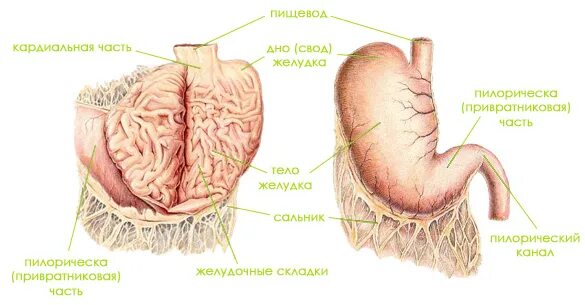 Пищевод кошки. Желудок собаки анатомия. Строение желудка кошки анатомия. Желудок кошки анатомия. Строение желудка собаки анатомия.