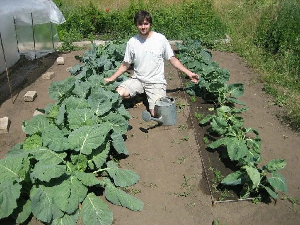 Рассада цветной капусты и брокколи. Капуста брокколи высадка рассады. Капуста в огороде. Капустные грядки. Когда сеять брокколи и цветную капусту