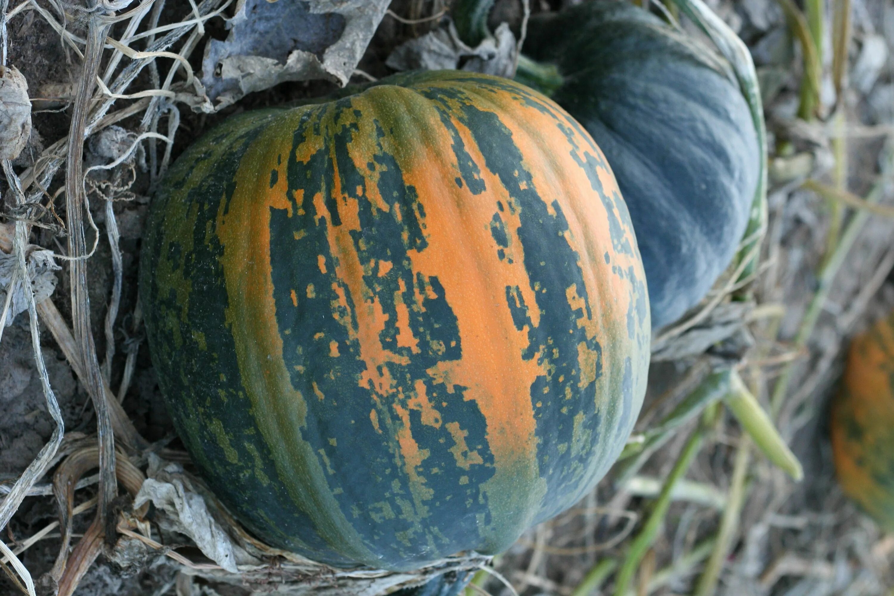 Тыква волжская серая. Тыква зимняя сладкая урожай удачи. Зимняя тыква фото. Хранение тыквы. Тыква крупноплодная.