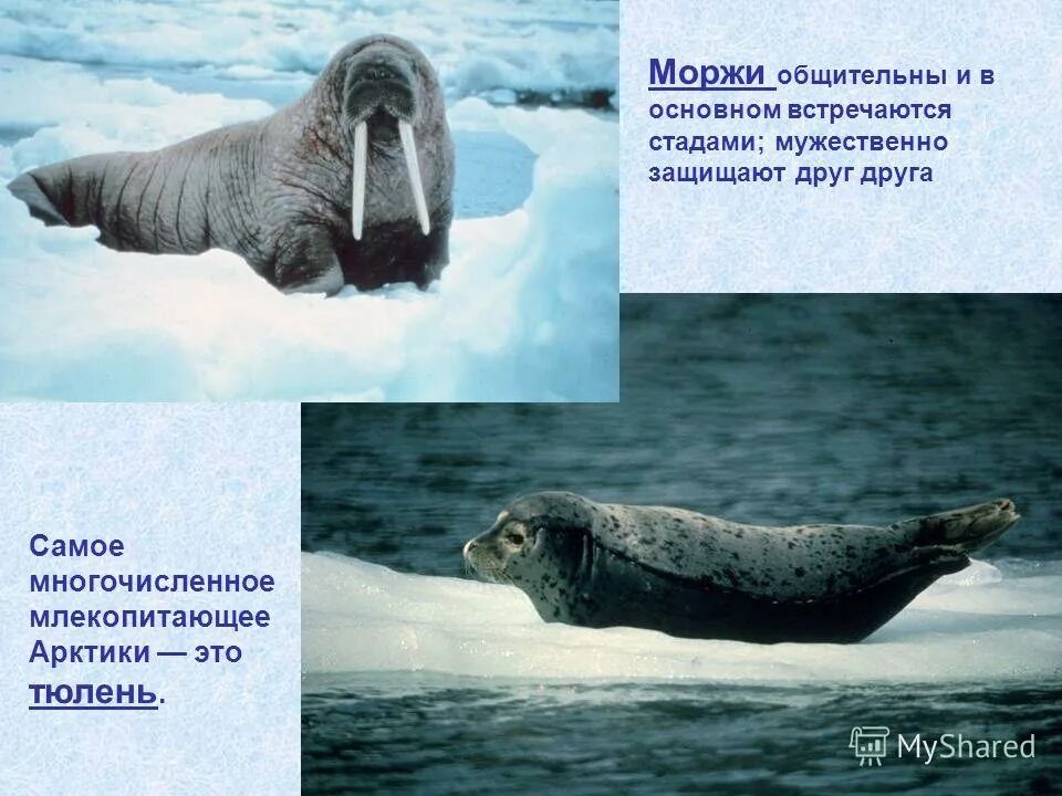 Белый медведь морж и тюлень природная зона