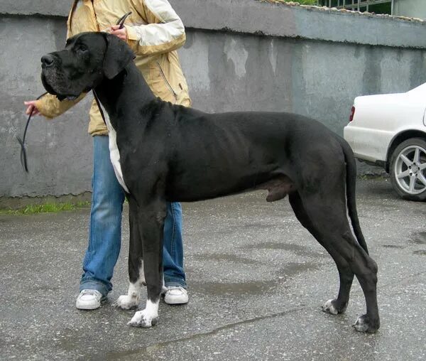 Большая и маленькая собака. Немецкий дог и чихуахуа. Тома догов. Немецкий дог питомник новосибирск. Немецкий дог черный.