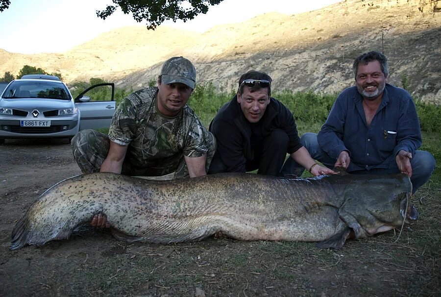 Европейский сом людоед. Сом рыба самый большой. Самый большой пойманный сом. Самый большой сом. Масса сома.
