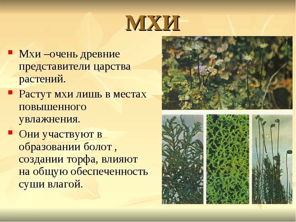 К какому царству относится растение