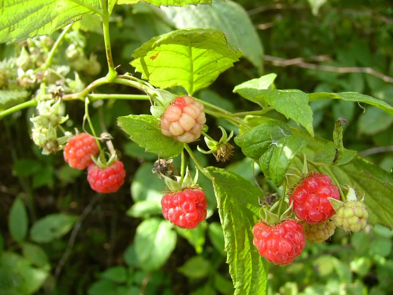 Цветет малина текст. Малина Rubus idaeus. Малина обыкновенная (Rubus idaeus). Малина обыкновенная Rúbus idáeus. Малина обыкновенная выращивается.