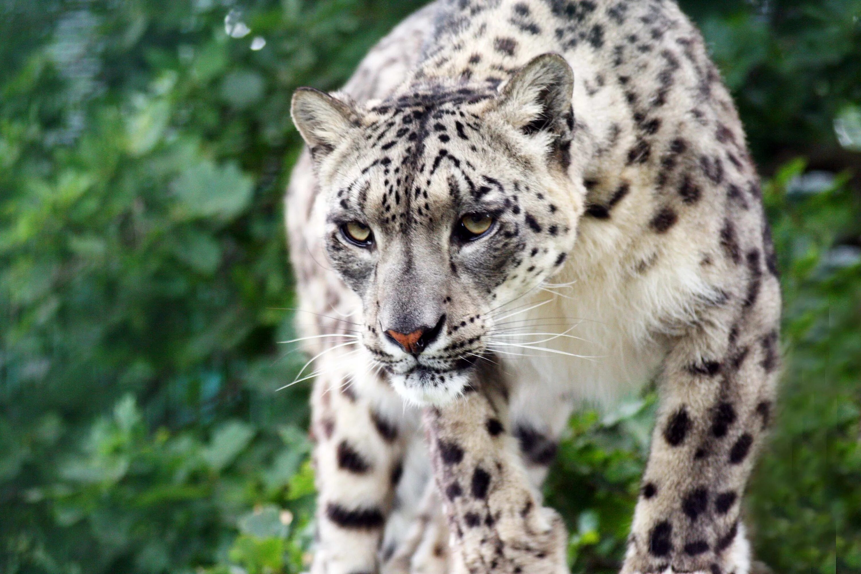 Snow leopard 2
