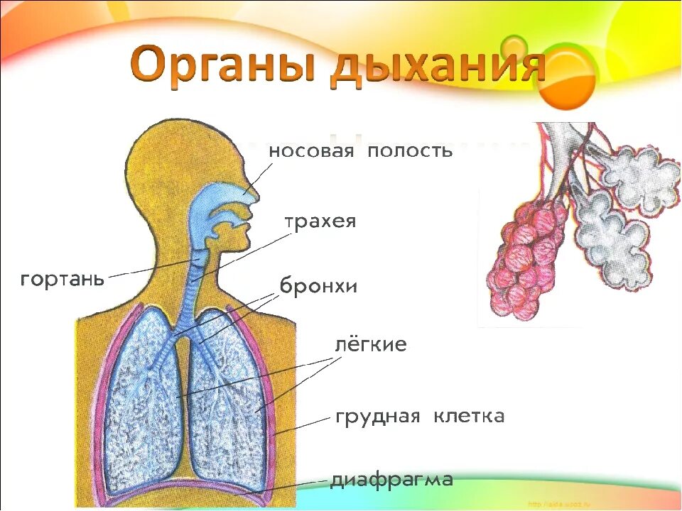 Органы обеспечивающие дыхание человека. Органы дыхания у детей. Дыхательная система человека для детей. Дыхательная система человека для дошкольников. Органы дыхания человека для детей дошкольного возраста.