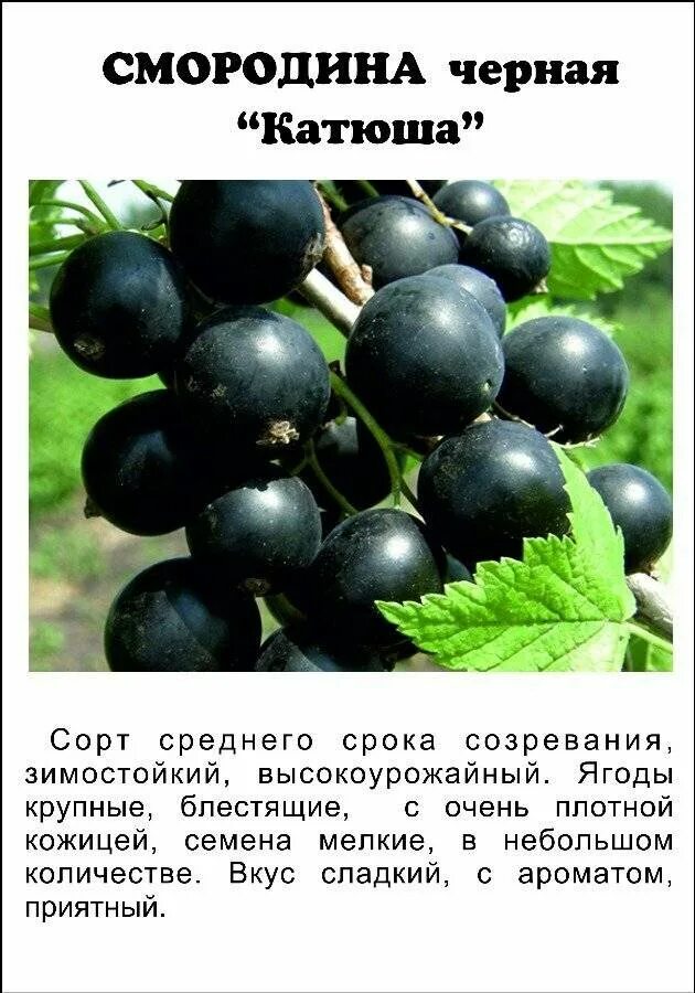 Лучшие сорта смородины. Чёрная смородина белорусская сладкая описание. чёрная смородина сорта катюша описание. сорта смородины черной крупноплодной сладкой. смородина черная белорусская сладкая описание сорта.