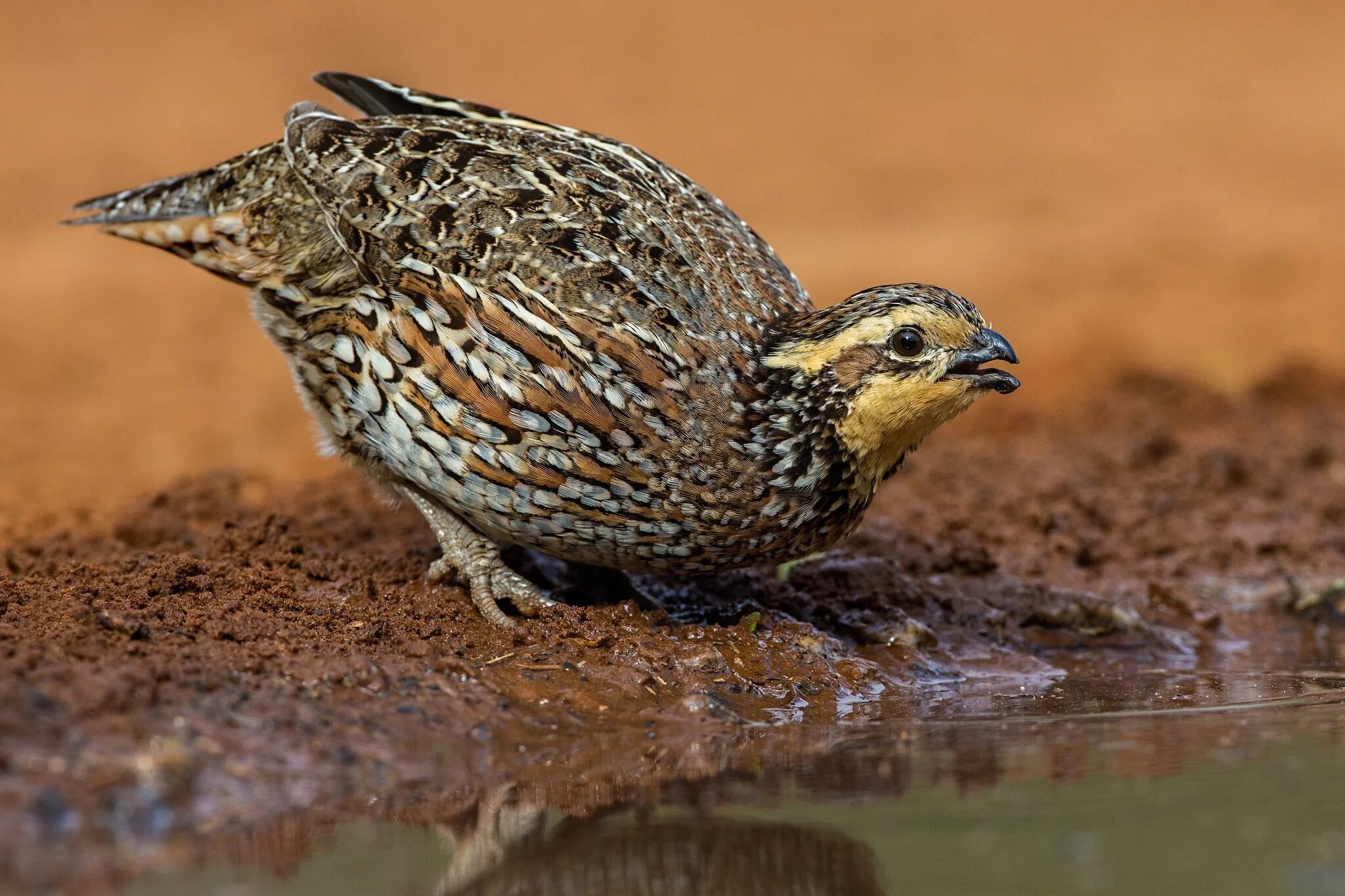 Перепел обыкновенный coturnix coturnix. Перепелка обыкновенная. Виргинский перепел. Перепелка степная. Перепел coturnix coturnix.