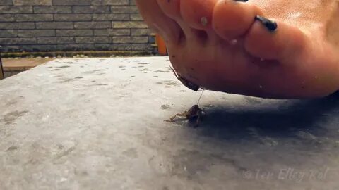 Bug crush feet - 🧡 Rug-to-Bug EXTRA 3 Original: www.flickr.comphotos5021...