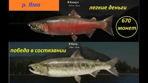 Кижуч семейство каких рыб