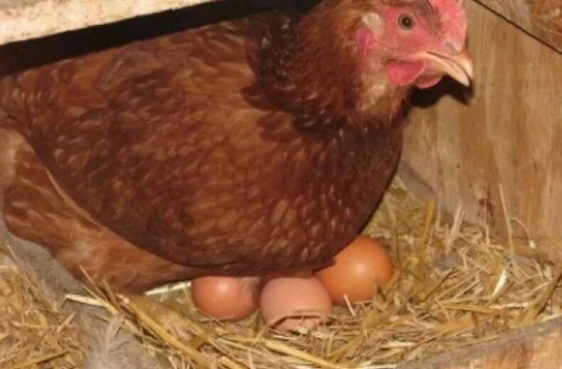 Курицы браун когда начинают нестись. Куры несушки Хайсекс Браун. Хайсекс Браун яйцо. Ломан Браун куры с яйцами. Яйцо несушки Ломан Браун.