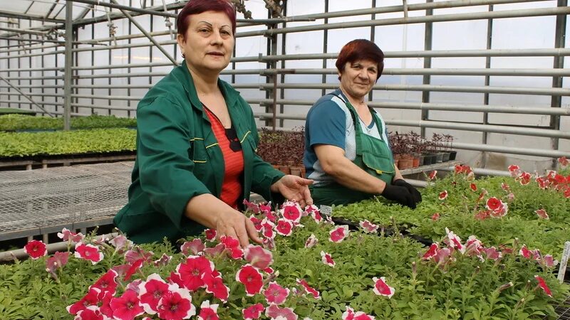 Купить саженцы в старом осколе. МБУ Зеленстрой Тольятти. МБУ Зеленстрой старый Оскол. Зеленстрой старый Оскол 2022.