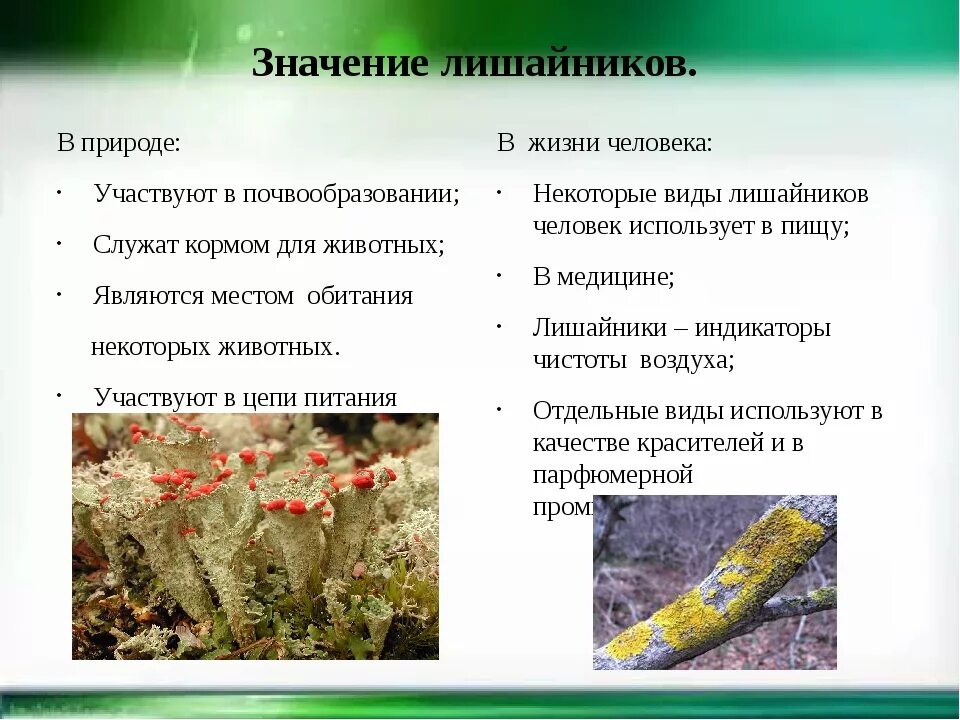 Лишайники значение. Лишайники значение в природе. Важность лишайников в природе. Значение лишайников в природе. Вывод лишайников