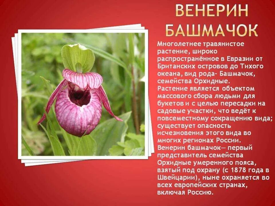 Описание ро