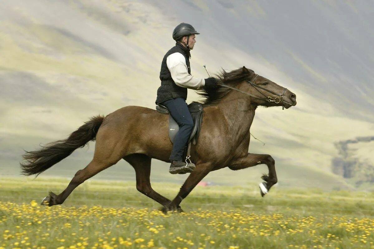 I m a horse