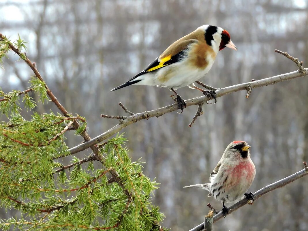 Содержание лесных певчих птиц. Певчие птицы вольерах. Гнездо для щегла в клетке. Щегол гнездование. Домашние птички в клетках.