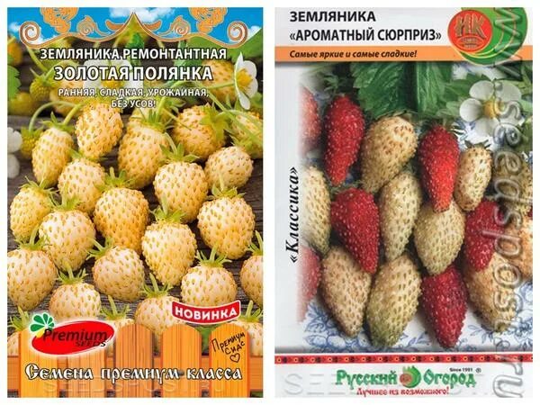 Земляника ароматный сюрприз. Земляника золотой десерт. земляника золотая полянка. земляники золотой десерт сорт.