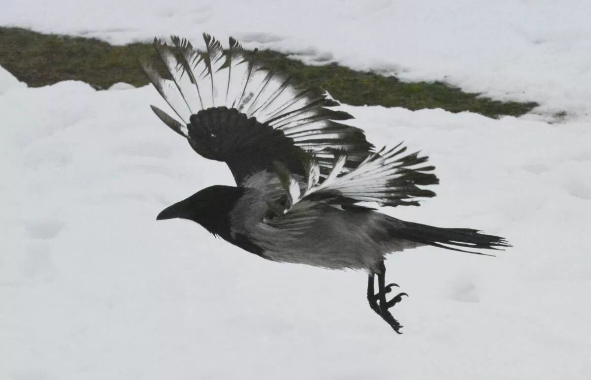Птица с черными кончиками крыльев. Ворона с белыми крыльями. Птица с черными перьями. Птица с белыми перьями. Белая птица с черными крыльями.