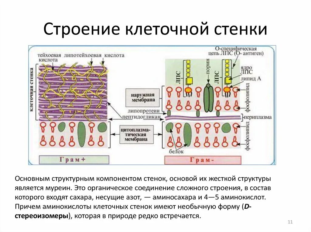 Функции клеточной стенки грамположительных бактерий. Строение клеточной стенки бактерий. Структура клеточной стенки бактерий. Состав клеточной стенки бактерий. Имеет эластичную клеточную стенку