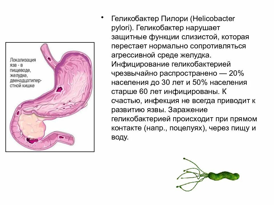 Лечение хеликобактер в желудке схема лечения. Хеликобактер пилори функции. Симптомы болезни желудка хеликобактер. Бактерия хеликобактер пилори схема. Хеликобактер пилори в желудке.