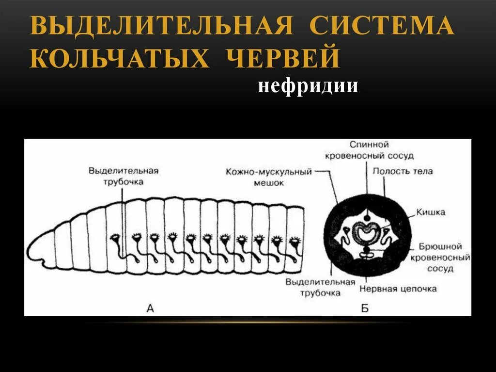 Строение выделительной системы кольчатых червей. Органы выделительной системы кольчатых червей. Выделительная система кольчатых червей 7 класс. У кольчатых червей есть выделительная система.