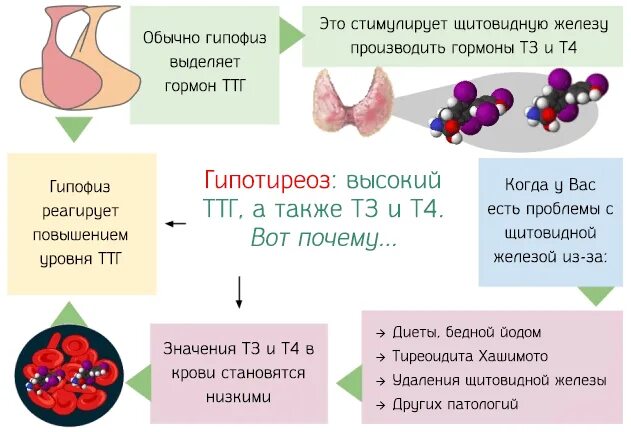 Повышена функция щитовидной. Гормоны щитовидной железы ТТГ И т4 повышены. Гормон понижающий уровень ТТГ. Функции щитовидной железы норма гормонов. Пониженный уровень гормонов щитовидной железы.