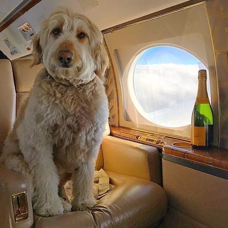 Где самые богатые животные. Собака в самолете. Собачка в самолете. Собаки богатых людей. Собака Богач.